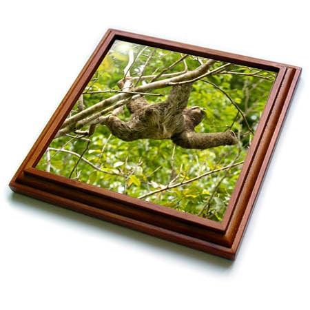 3dRose Brown Throated Sloth, Costa Rica, Central America 1. - Trivets (trv-380590-1)