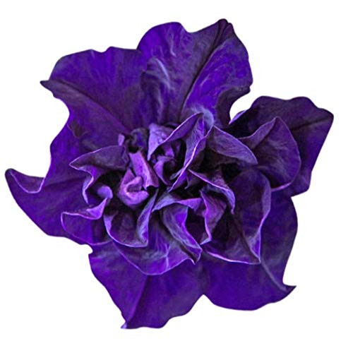 Homegrown Packet Petunia Seeds, 250 Seeds, Cascade Dark Blue Petunia