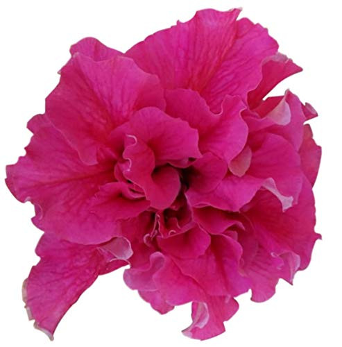 Homegrown Packet Petunia Seeds, 250 Seeds, Cascade Pink Petunia