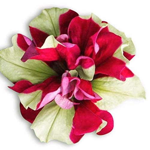 Homegrown Packet Petunia Seeds, 250 Seeds, Cascade Yellow Red Petunia