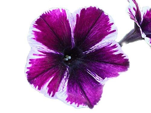 Homegrown Packet Petunia Seeds, 250 Seeds, Sophistica Purple Stripe Petunia