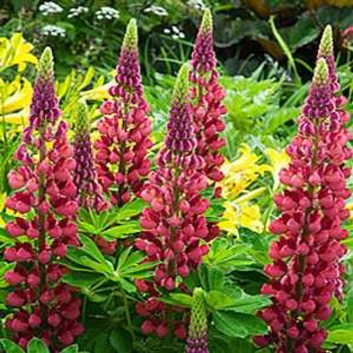 Outsidepride Lupine My Castle - 500 Seeds