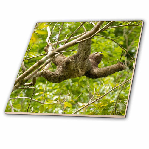 3dRose Brown Throated Sloth, Costa Rica, Central America 1. - Tiles (ct-380590-6)