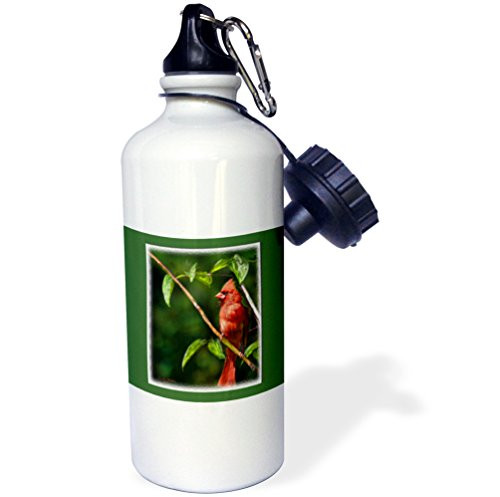 3dRose wb_20531_1"Red Cardinal in a tree Digital Oil Painting" Sports Water Bottle, 21 oz, White