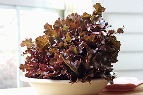Oak Leaf Lettuce 'Red Salad Bowl' (Lactuca Sativa L.) Vegetable Plant Seeds, Early Heirloom