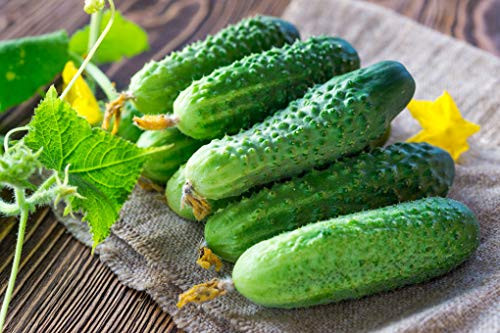 Seeds Cucumber Lyalyuk Mini Pickling Vegetable Organic Heirloom Ukraine