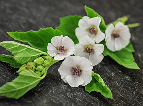 Seeds Marsh Mallow (Althaea officinalis) Medicinal Herbs Organic Ukraine