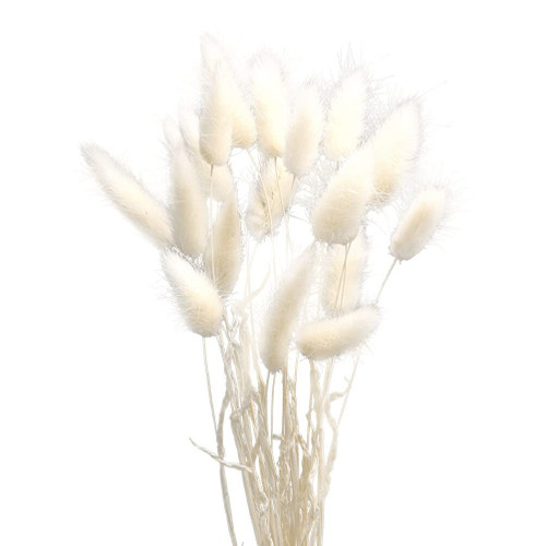 VOSAREA 1 Pcs Rabbit Home Decor Clearance Bunny Tail Natural Plants for Flower Arrangement Bleached Bunny Tails Dried Flower Bouquet Dried Reed Bouquet Dried Grasses Pampas Gorgeous Branch