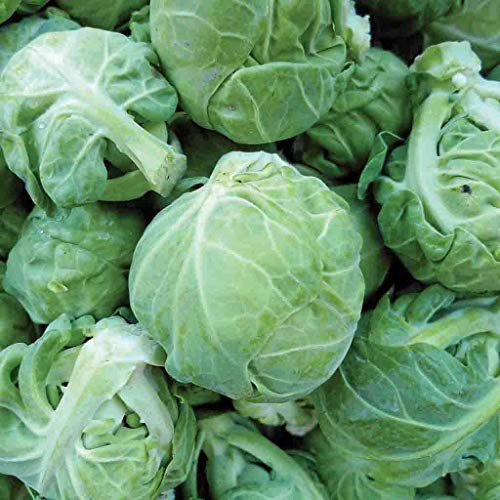 Catskill Brussel Sprouts Seeds, 300+ Premium Heirloom Seeds, Delicious Flavor!, (Isla's Garden Seeds), Non GMO Organic, 85-90% Germination Rates, Highest Quality Seeds