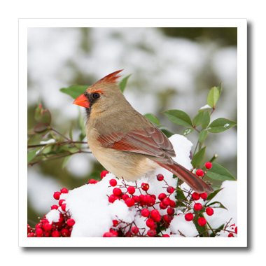 3dRose Northern Cardinal Female in Nandina Bush in Winter Marion Co. IL-Iron On Heat Transfer, 8 by 8-inch, for White Material (ht_206104_1)
