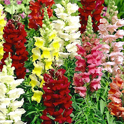 Tetra Snapdragon Seed Mix- 2000 Premium Heirloom Seeds- Beautiful Bright and adds Color to Your Home Garden! - Antirrhinum majus - (Isla's Garden Seeds) - Highest Quality Tetra Snapdragon Seed Mix- 2000 Premium Heirloom Seeds- Beautiful Bright and adds Color to Your Home Garden! - Antirrhinum majus - (Isla's Garden Seeds) - Highest Quality