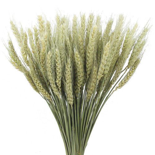 FAICOIA 100 Pcs Dried Wheat Stalks Bundle Natural Dried Wheat Sheaves Stems Wheat Grass Dried Flowers Arrangement Bouquet for Wedding Party Table Centerpiece Fall Harvest Wreath Boho Decor Farmhouse