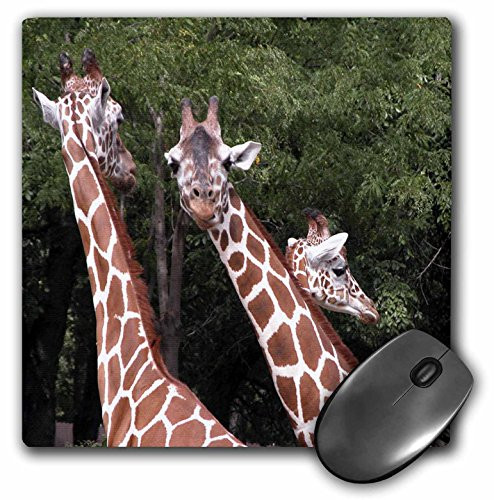 3dRose LLC 8 x 8 x 0.25 Inches Three Giraffes Mouse Pad (mp_12213_1)