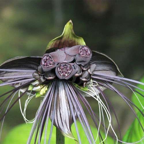 QAUZUY GARDEN 5 Tacca Black Bat Flower Seeds, Tiger Beard, Cat's Whiskers, Devil's Flower Seeds - Attract Pollinators & Unusual Perennial Exotic Tropical Flower