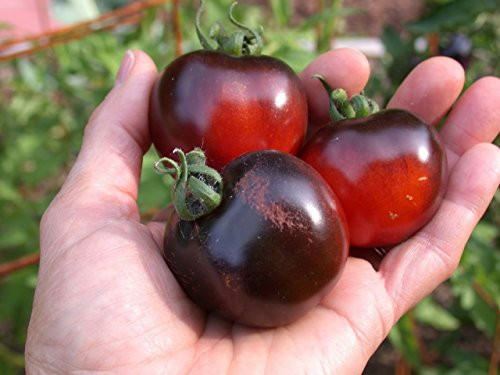 Seeds Cherry Tomato Black Early Vegetable Organic Heirloom Ukraine