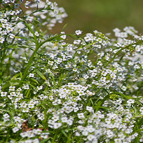 Outsidepride Alyssum Tiny Tim Ground Cover Seed - 5000 Seeds