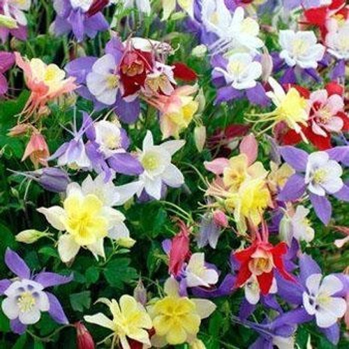 Outsidepride Columbine Flower Seed Plant Mix - 1000 Seeds