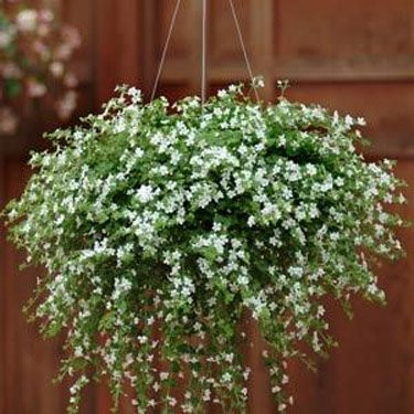 Outsidepride Bacopa Snowtopia White Sutera cordata Flower Seed - 20 Seeds