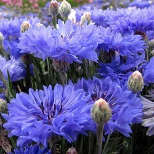 Outsidepride Cornflower Blue - 1000 Seeds