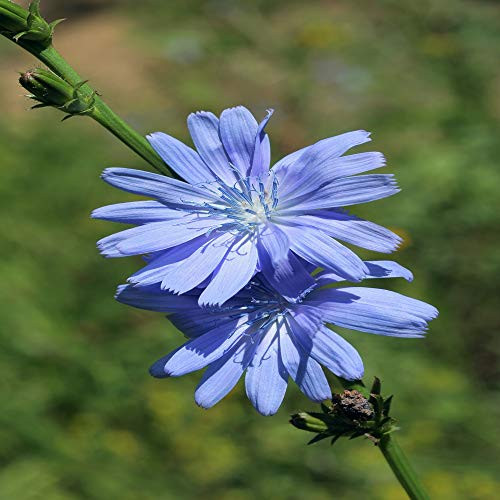 Outsidepride Chicory Wildflower Seed - 5000 Seeds