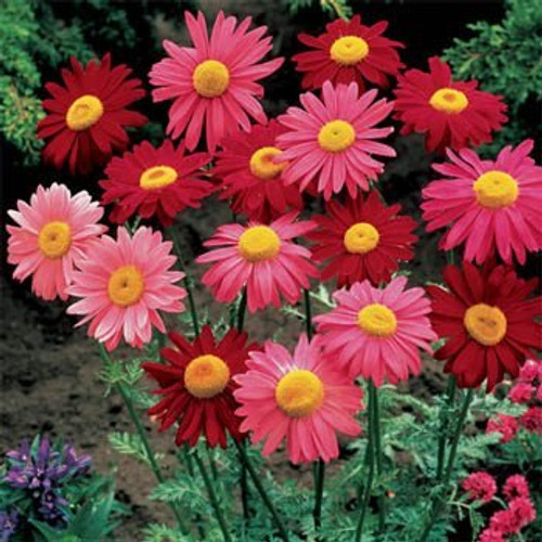 Outsidepride Chrysanthemum Robinson's Plant Flower Seed Mix - 5000 Seeds Outsidepride Chrysanthemum Robinson's Plant Flower Seed Mix - 5000 Seeds