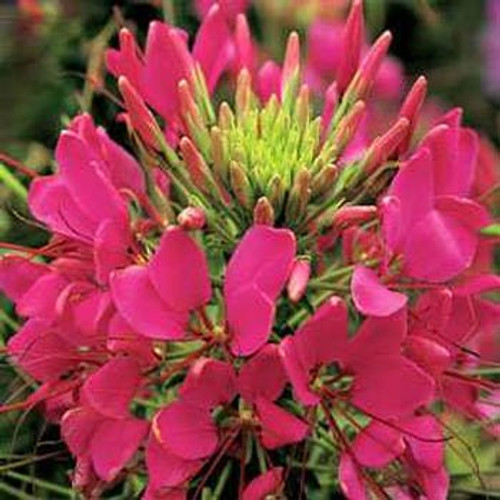 Outsidepride Cleome Rose - 1000 Seeds