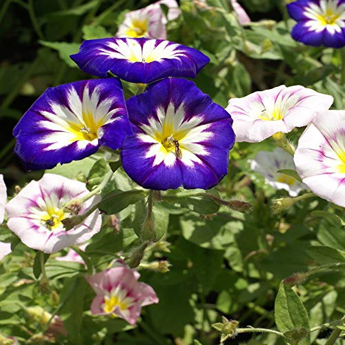 Outsidepride Morning Glory Ensign Mix - 1000 Seeds