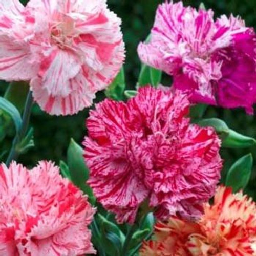 Outsidepride Carnation Chabaud Picotee Mix - 1000 Seeds