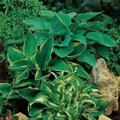 Outsidepride Hosta Plant Seed Americans - 50 Seeds