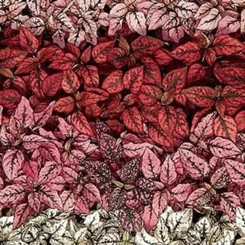 Outsidepride Hypoestes Splash Foliage Plant Seed Mix - 200 Seeds Outsidepride Hypoestes Splash Foliage Plant Seed Mix - 200 Seeds