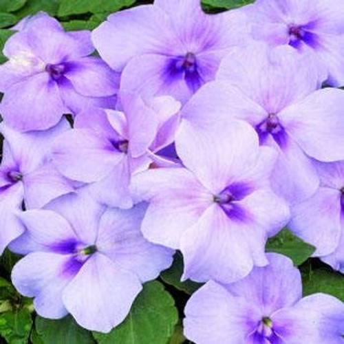 Outsidepride Impatiens Lavender - 100 Seeds