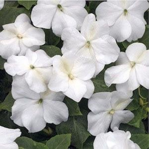 Outsidepride Impatiens Baby White - 1000 Seeds