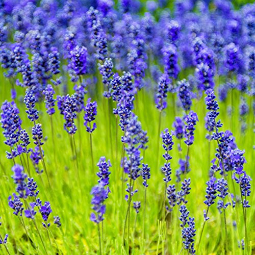 Outsidepride Lavender Munstead Plant Seed - 2000 Seeds