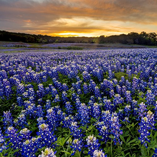 Outsidepride Texas Bluebonnet Seed - 500 Seeds