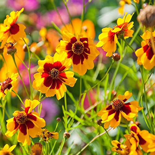 Outsidepride Coreopsis Plains - 5000 Seeds