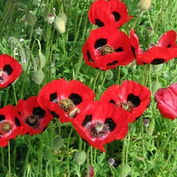 Outsidepride Poppy Commutatum - 5000 Seeds