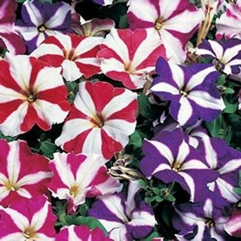 Outsidepride Petunia Multiflora Star - 5000 Seeds
