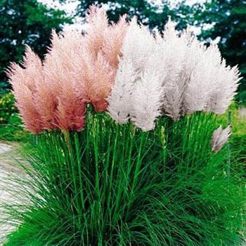 Outsidepride Pampas Grass Seeds Mix - 1000 Seeds