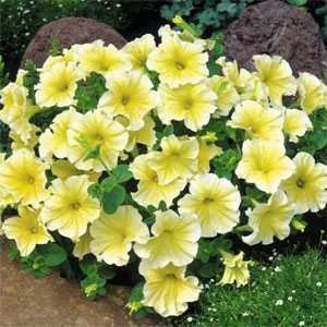 Outsidepride Petunia Grandiflora Yellow - 250 Seeds