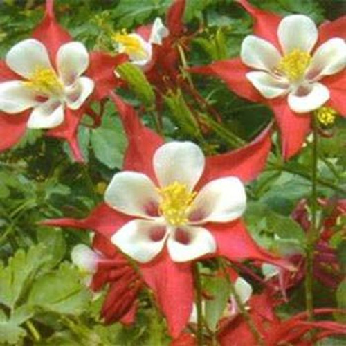 Outsidepride Columbine Crimson Star - 1000 Seeds