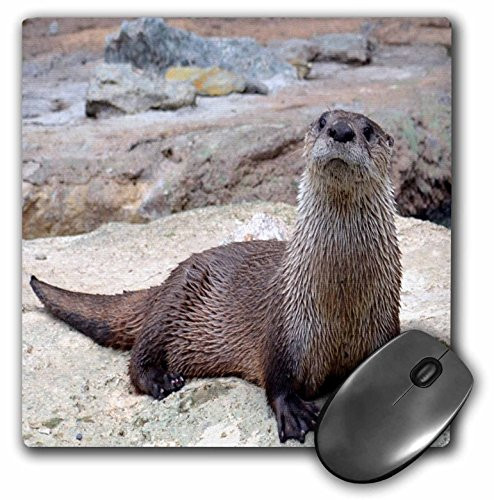 3dRose LLC 8 X 8 X 0.25 Inches Otter Picture Mouse Pad (mp_24971_1)