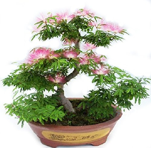 Albizia Julibrissin Bonsai Seeds  Rare Persian Pink Blossom Flowers  Silk Tree Mimosa  20 Seeds