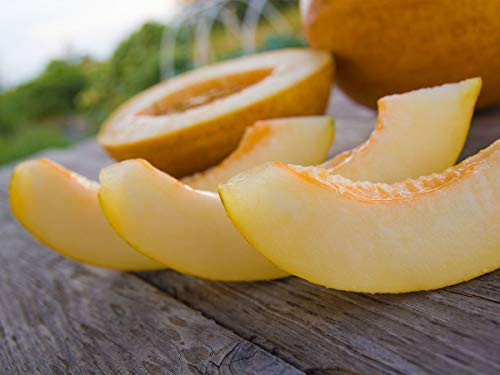 Seeds Melon Honeydew Titovka Yellow Sweet Organic Heirloom Russian Ukraine