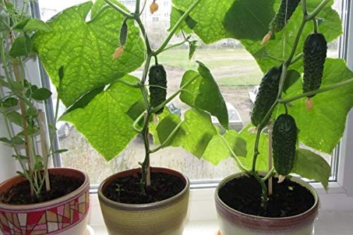 Seeds Cucumber Indoor F1 Room Early Self-pollinated Pickling Vegetable Organic Heirloom Ukraine