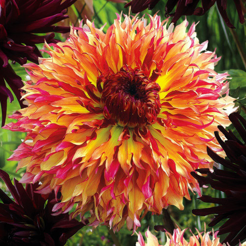 2 Myrtle's Folley Dinnerplate Dahlia Tubers - Root - Bulb - Plant - Spring Planting & Summer Flowers - Blooming Size 2 Myrtle's Folley Dinnerplate Dahlia Tubers - Root - Bulb - Plant - Spring Planting & Summer Flowers - Blooming Size