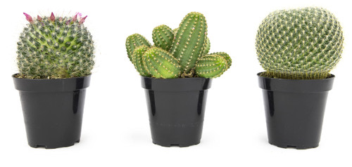 Altman Plants, Assorted Cactus Plants Live Plants (3PK), Cactus Plant Live Succulents Plants Live Cactus Decor, Indoor Plants Live House Plants in Cactus Soil, Live Cacti Plants Live Succulent Plants Altman Plants, Assorted Cactus Plants Live Plants (3PK), Cactus Plant Live Succulents Plants Live Cactus Decor, Indoor Plants Live House Plants in Cactus Soil, Live Cacti Plants Live Succulent Plants