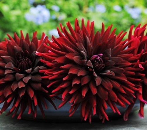 2 Chat Noir Dinnerplate Dahlia Tubers - Root - Bulb - Plant - Spring Planting & Summer Flowers - Blooming Size 2 Chat Noir Dinnerplate Dahlia Tubers - Root - Bulb - Plant - Spring Planting & Summer Flowers - Blooming Size