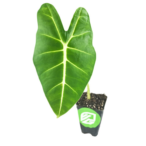 Frydek Elephant Ear Live Plant - Alocasia - Wellspring Gardens Starter Plant - Rare Alocasia Bulbs - Exotic Tropical Plant - Great for Indoor Houseplants, Outdoor Landscaping & Garden Planting