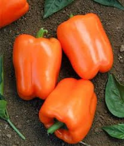 50 Orange Blaze Bell Pepper Seeds