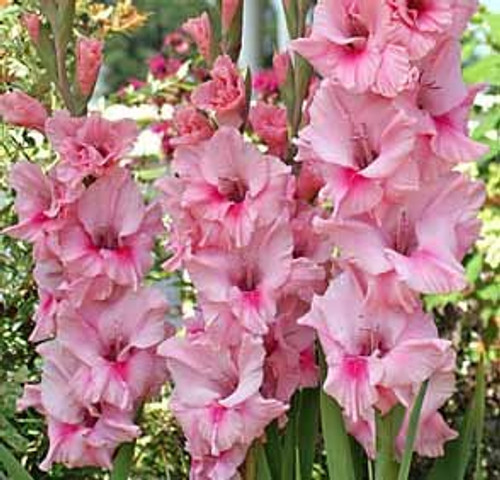 (5) Tampico Gladiolus, Beautiful Flowering Sword Lily, Gladioli Bulbs,Plants,perennials, Great Flower (5) Tampico Gladiolus, Beautiful Flowering Sword Lily, Gladioli Bulbs,Plants,perennials, Great Flower